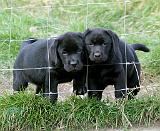 Labrador Puppies 9Y249D-159